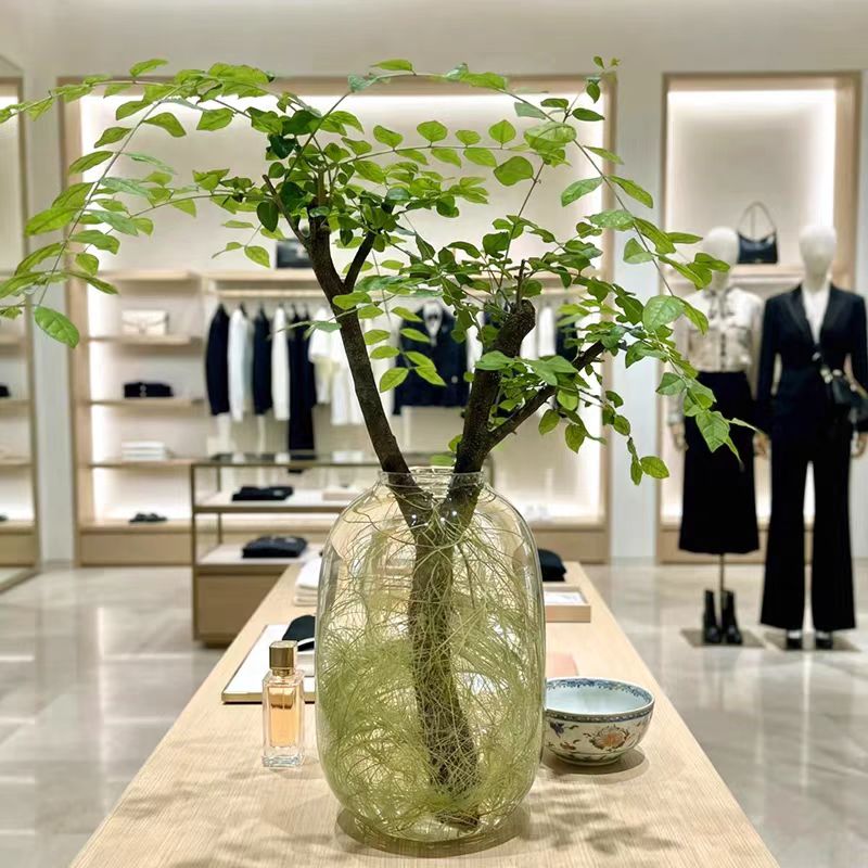 【直播专属，一物一拍】水培小叶女贞鲜切枝懒人室内绿植基地直发