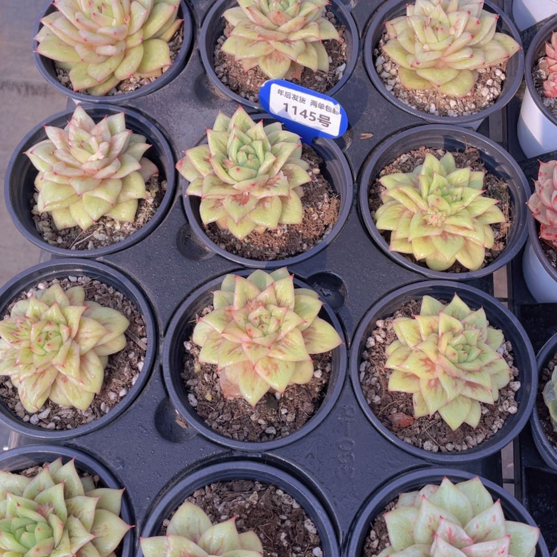 1145号蔷薇玛利亚锦单头一个