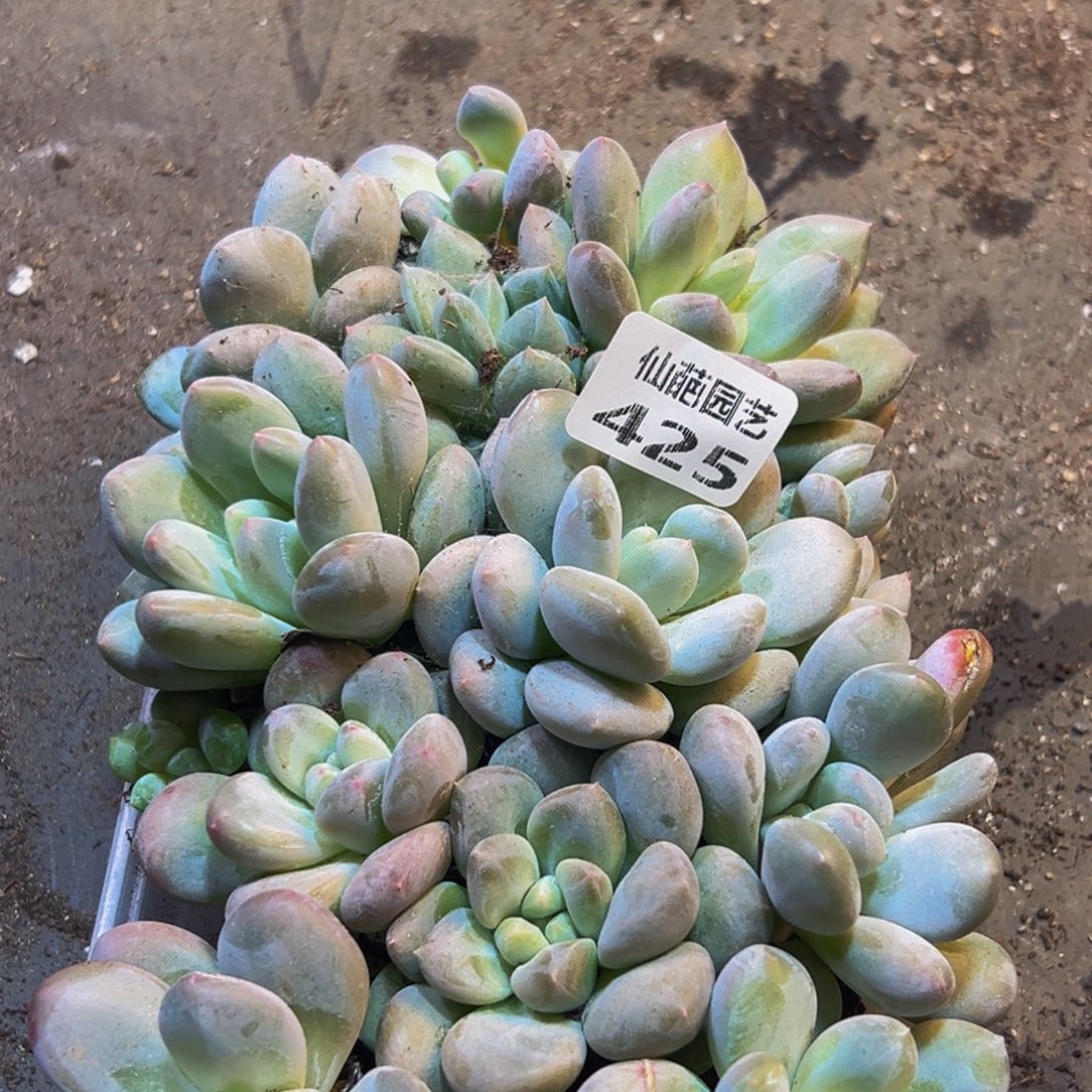 425多肉葡萄的味道是真的