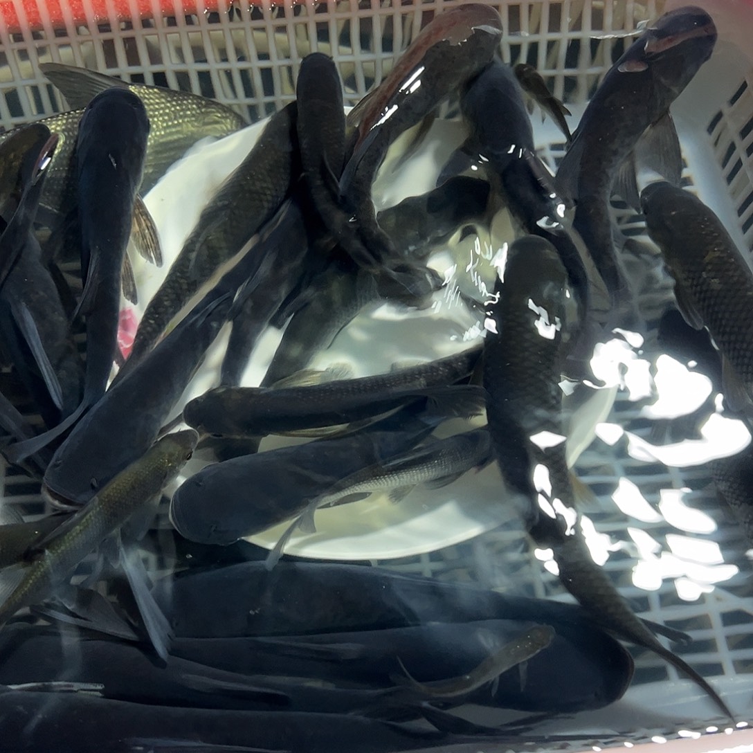 不***。草鱼15 －18公分50条送10条路损