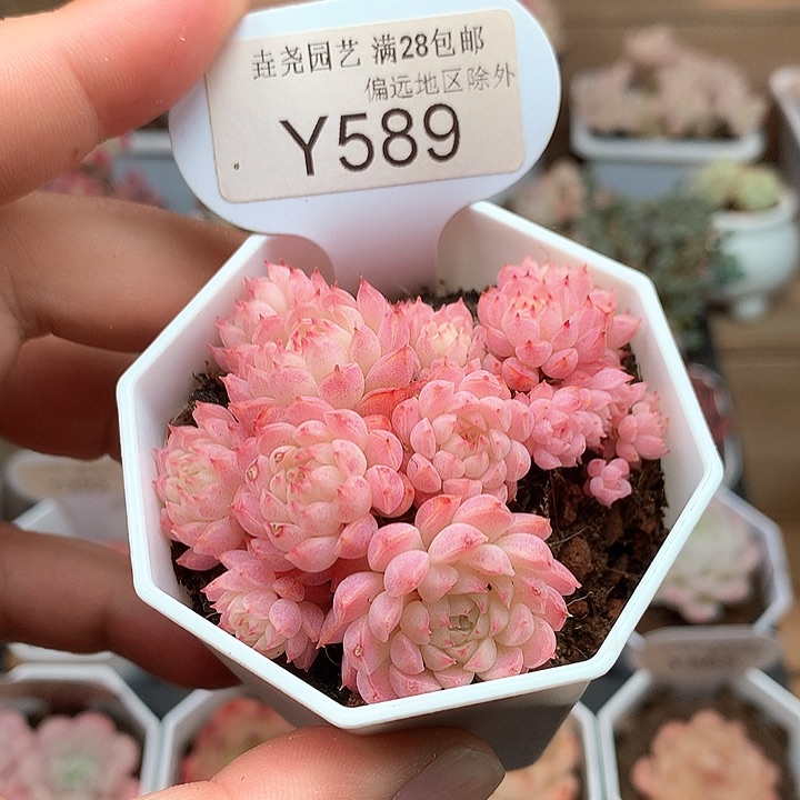 0589小红包6厘米