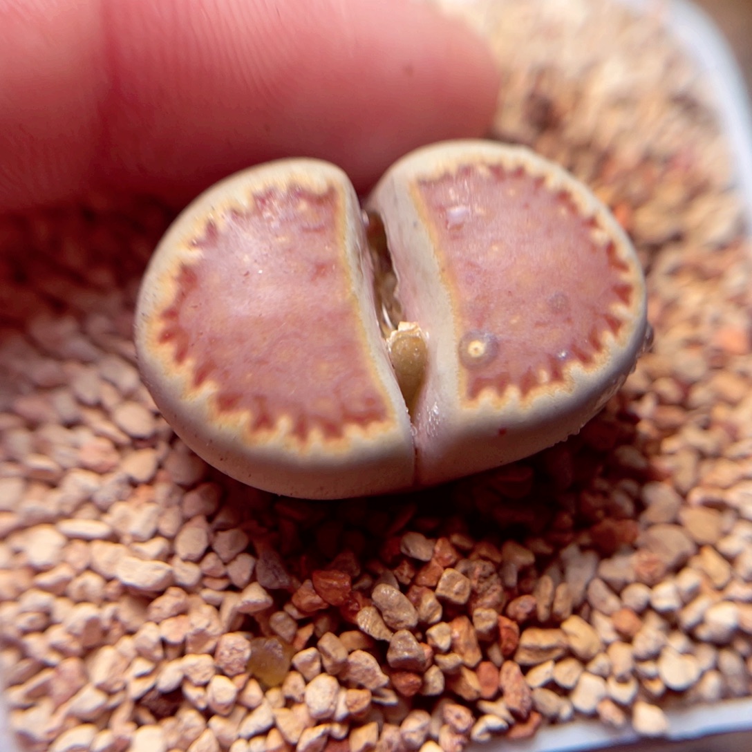 404号带盆盆包邮发货