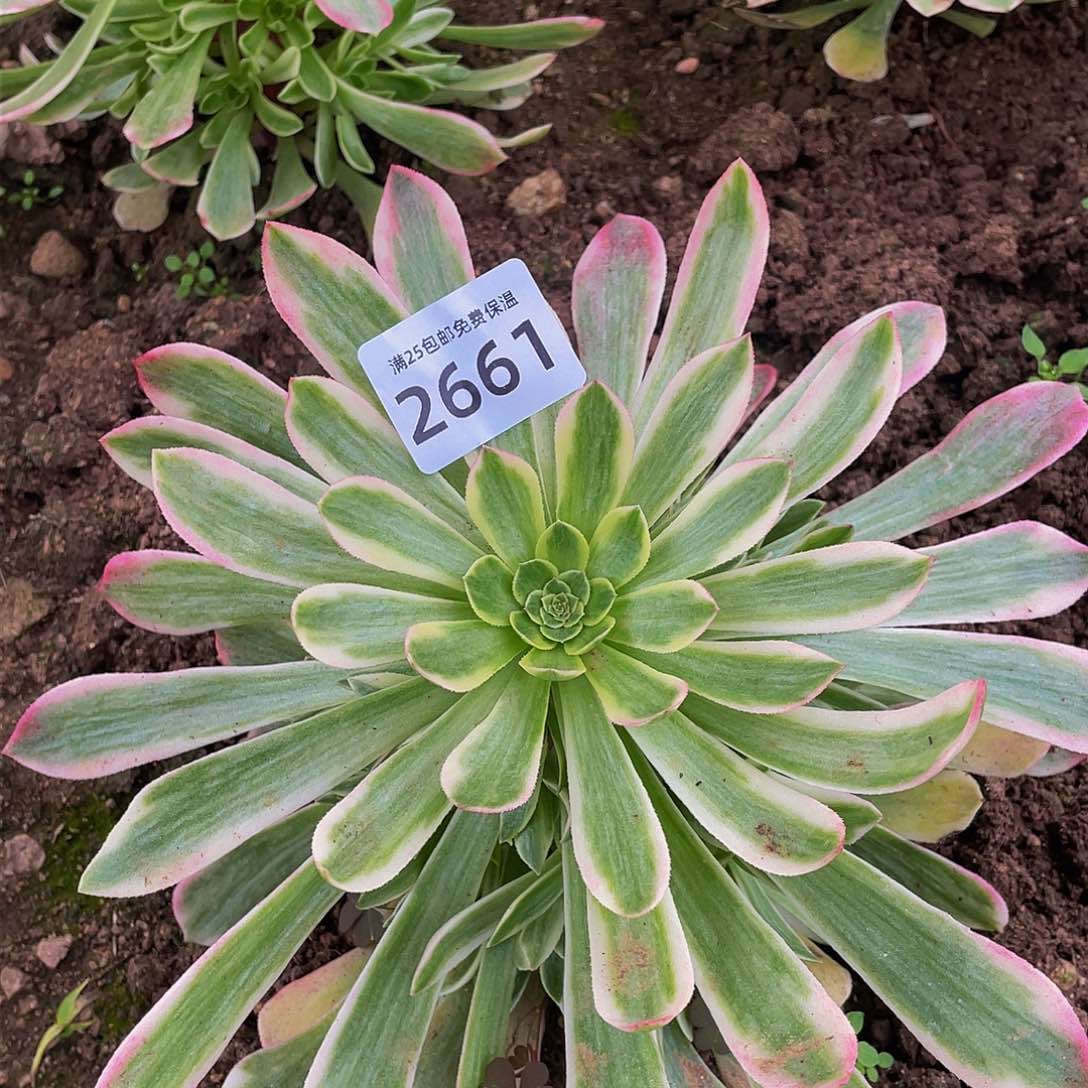 2661粉琉璃多肉植物