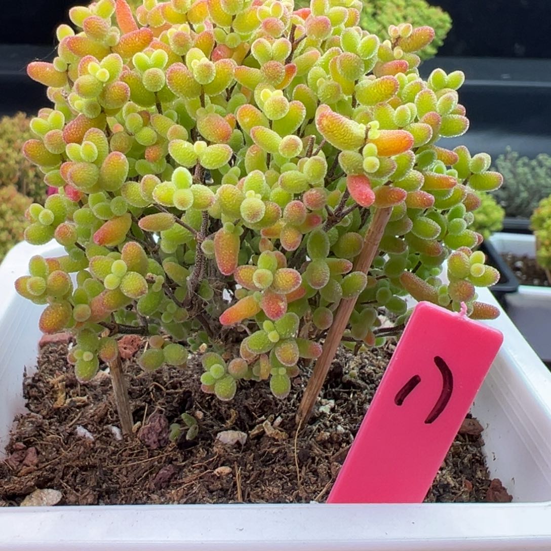 蜜橘糖球17号10cm盆