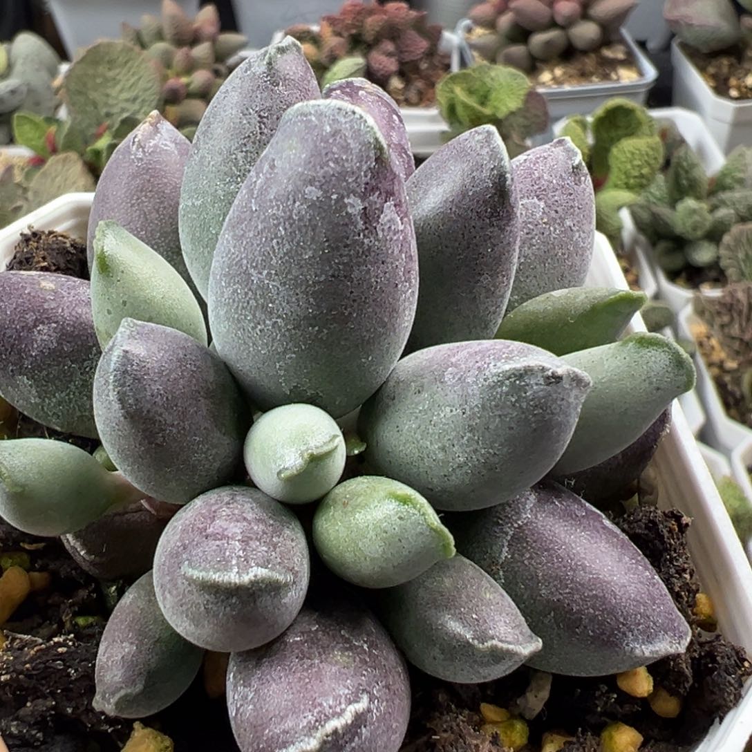 艺妓海豹老桩多肉植物水泡多肉植物