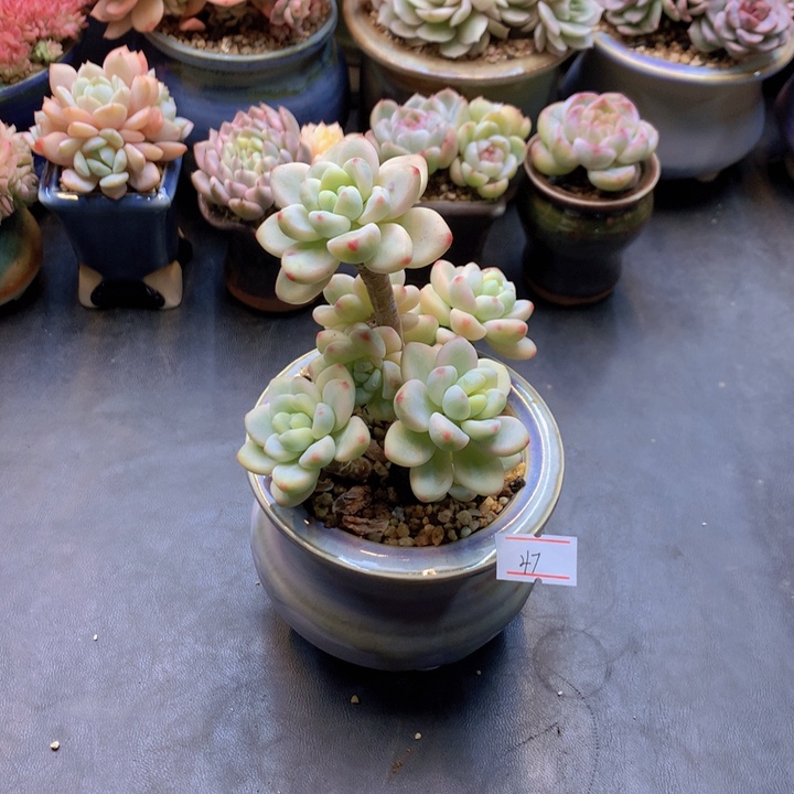 一物一拍满30包邮 47