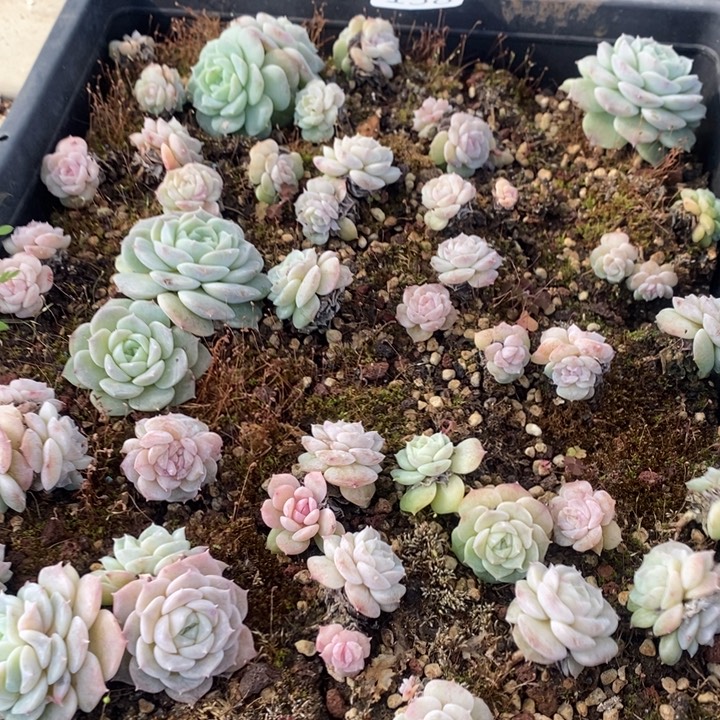 138 多肉植物盆栽花卉