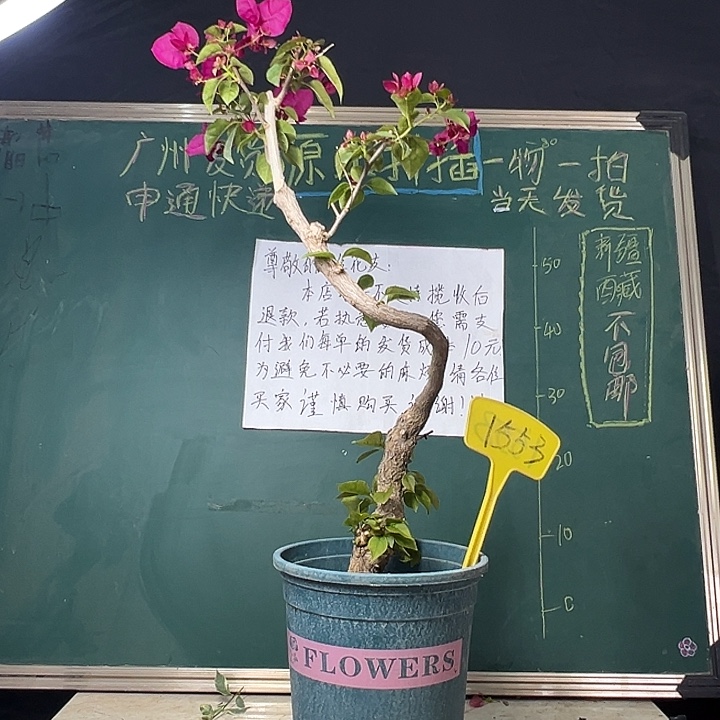 全部花苞 造型 游龙款 黑玫瑰 原生树头 1553