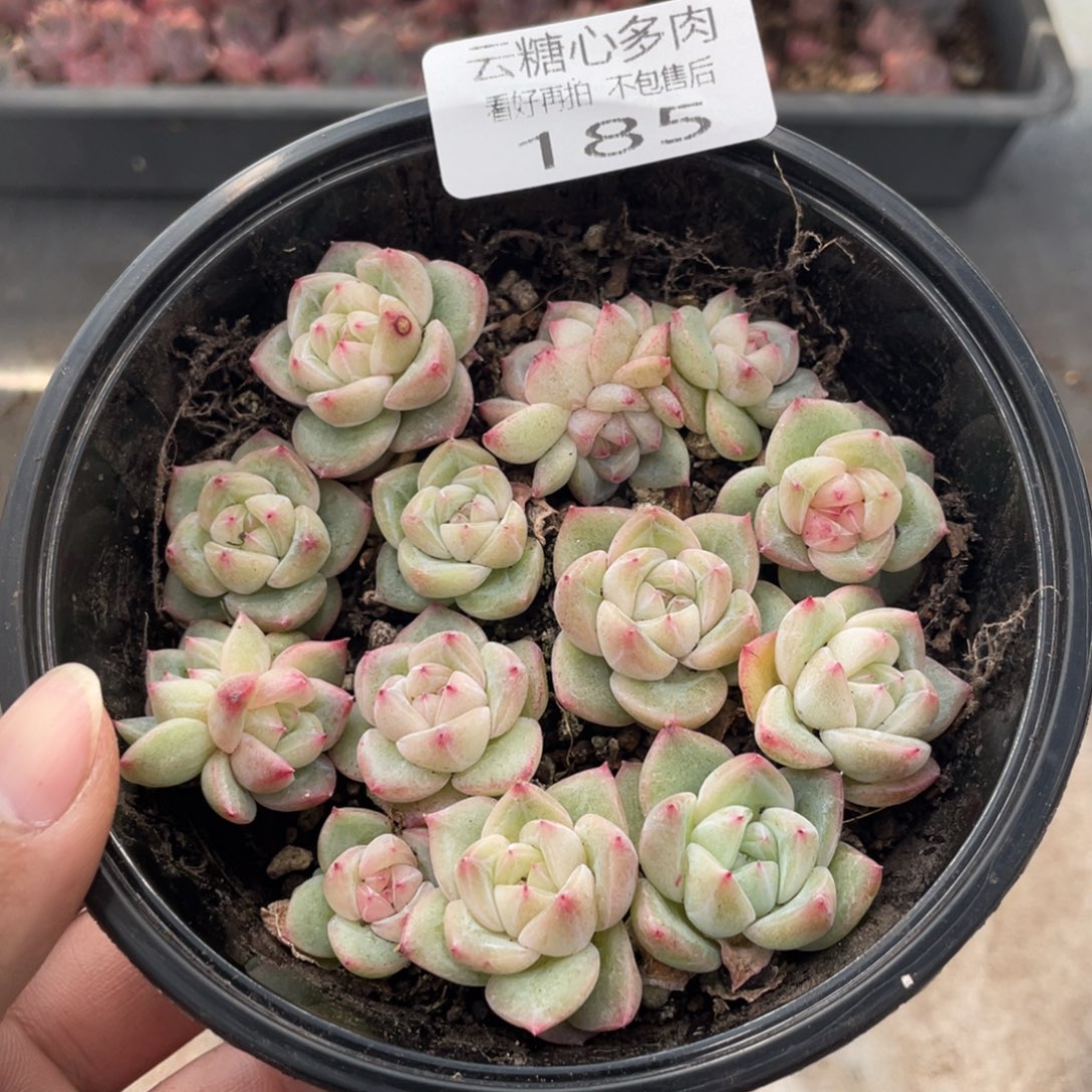 云糖心多肉植物185