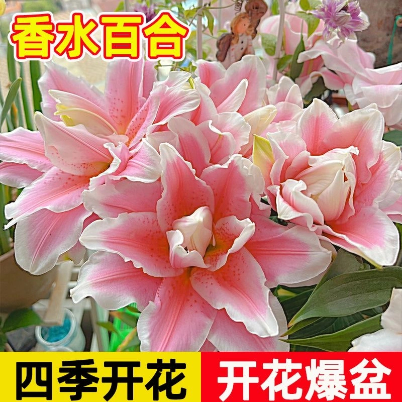 【带芽发】香水百合花种球四季开花浓香型耐寒花卉盆阳台客厅摆件