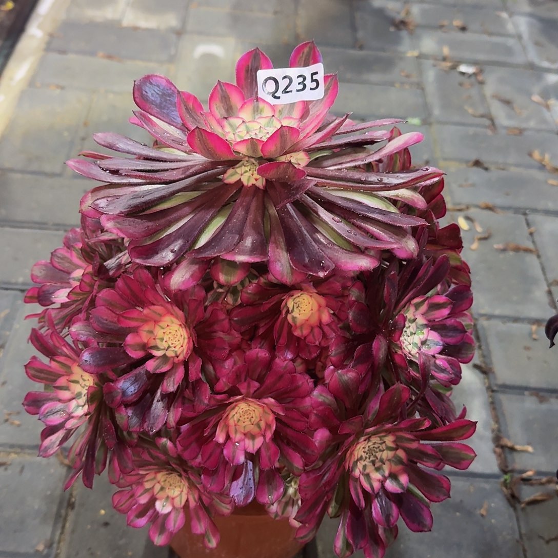 235红铜白44冠服27左右