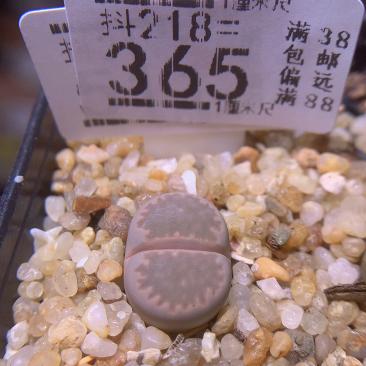 精品生石花218.365