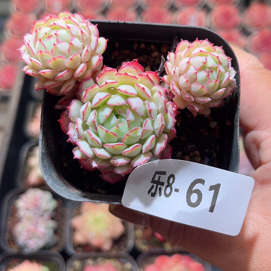 乐8-61 小红船群