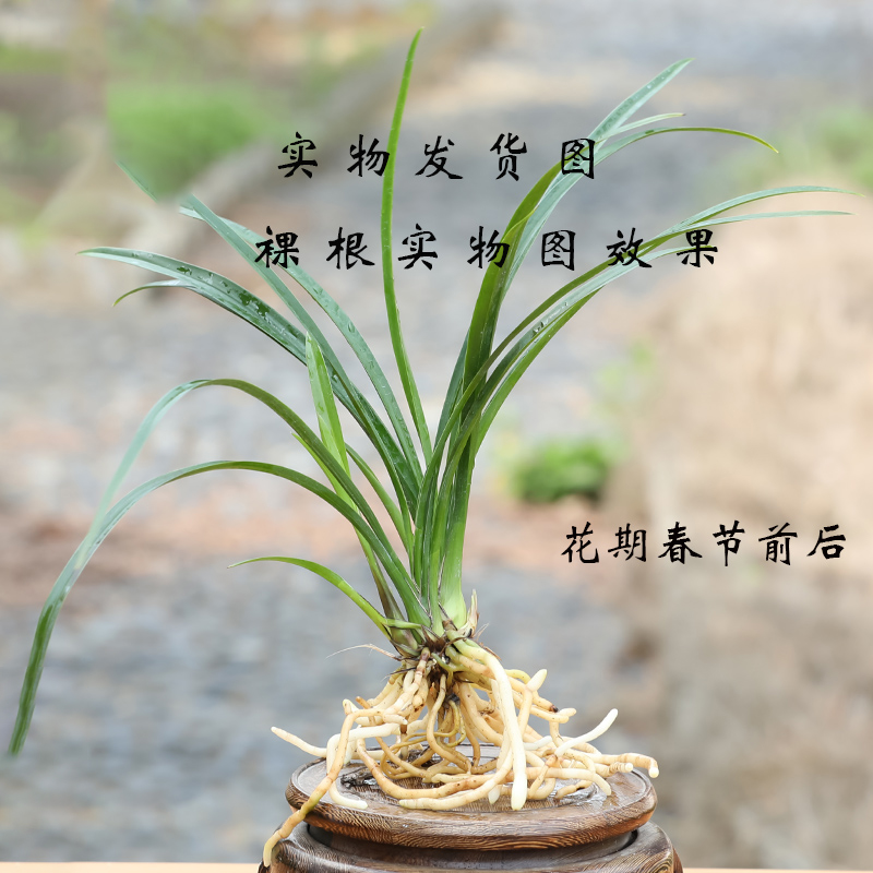 精品兰花一棵