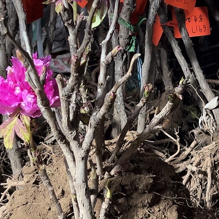 温***人完全开放仙桃大颗