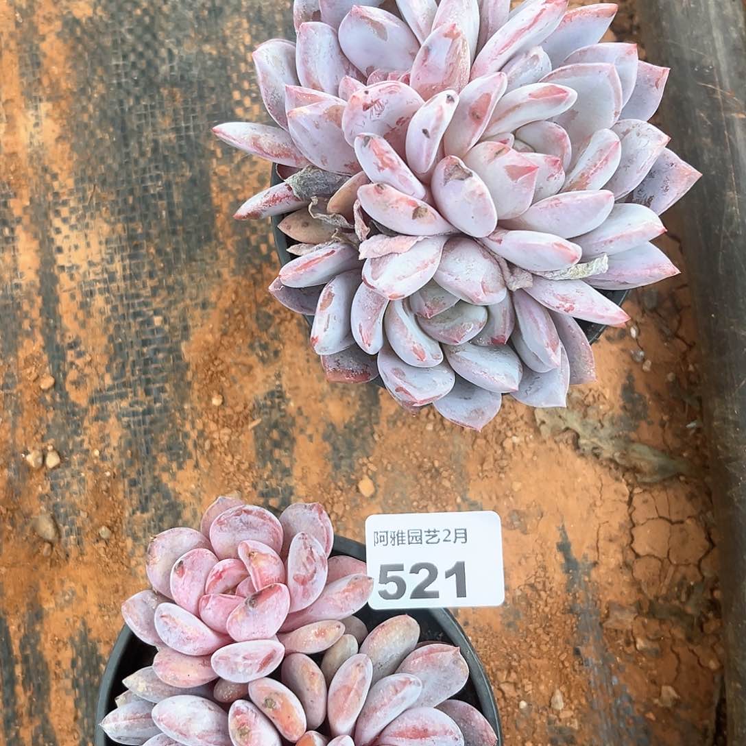 阿雅园艺。       521