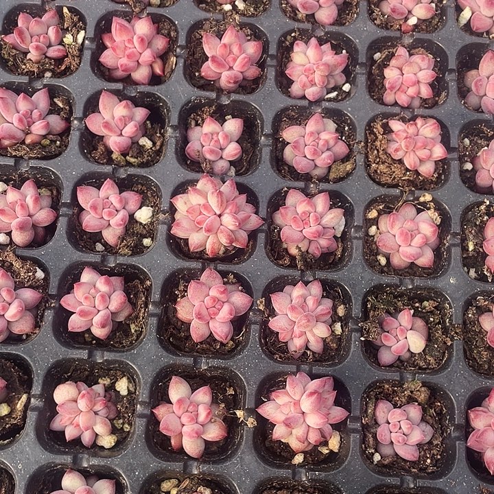 虞美人9.9三个88888888