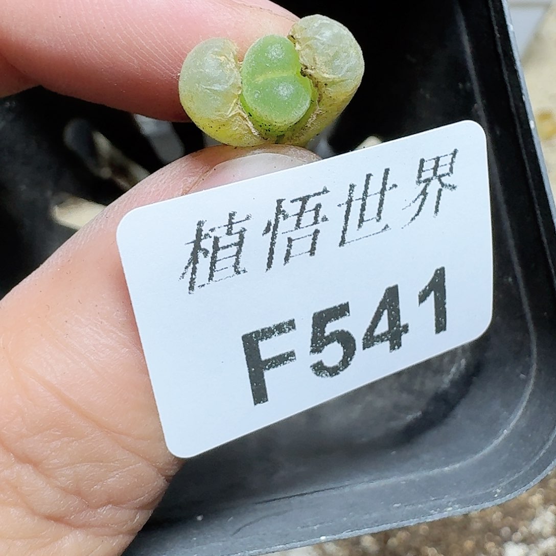 541号多肉植物哇c f