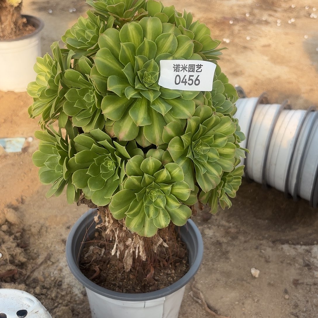 翡翠琉璃老庄多肉植物456