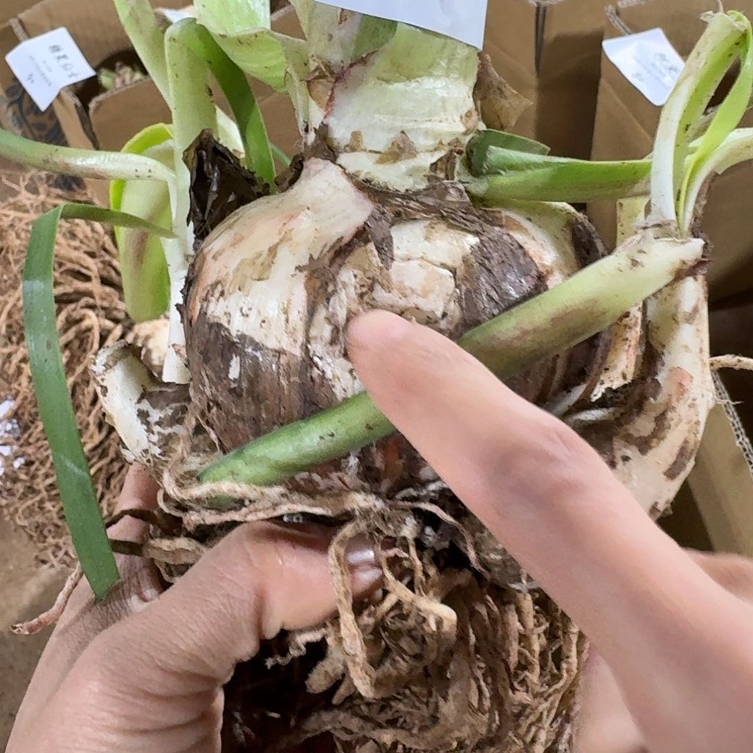 气质美女9+坨坨开花球发的很