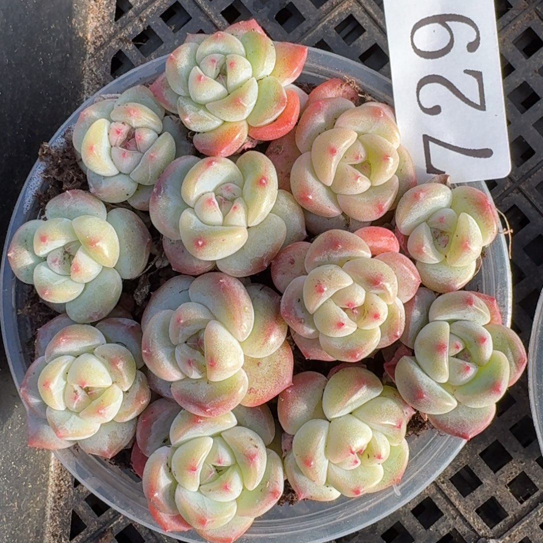 多肉植物多肉植物729