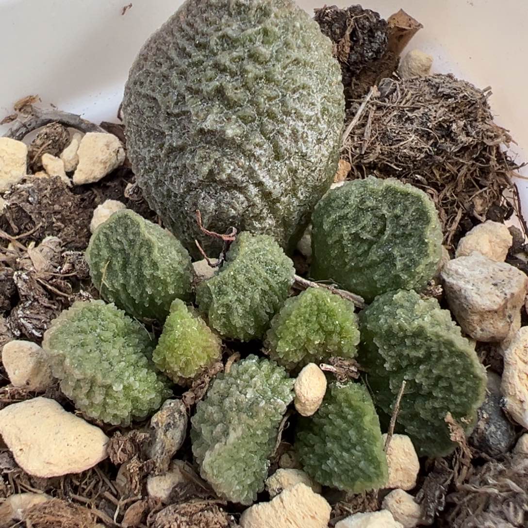 实生新品大苗多肉植物