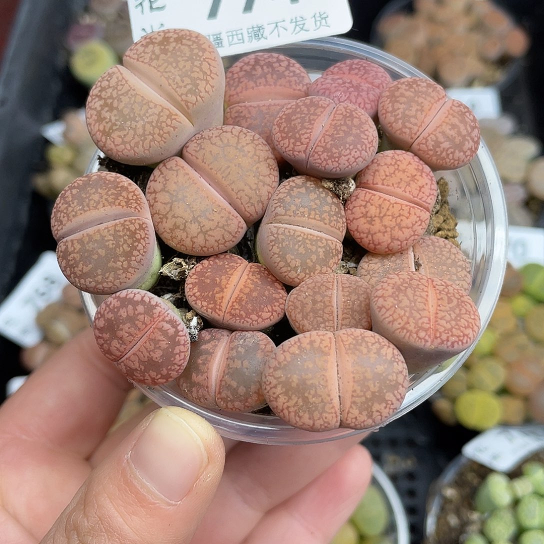 774000000花花花花花花