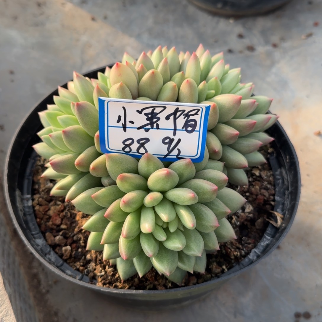 小***砖小黑帽米其林凡艺多肉