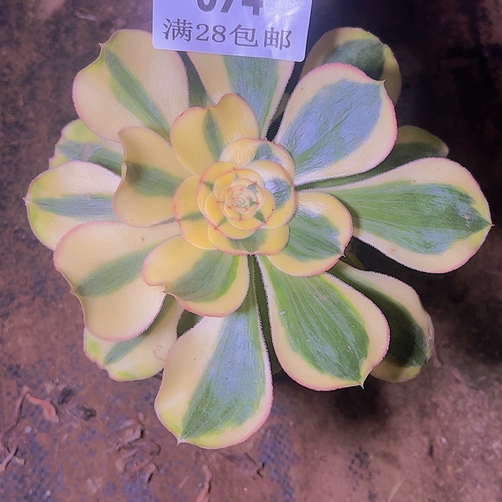 074王妃君美丽多肉老桩