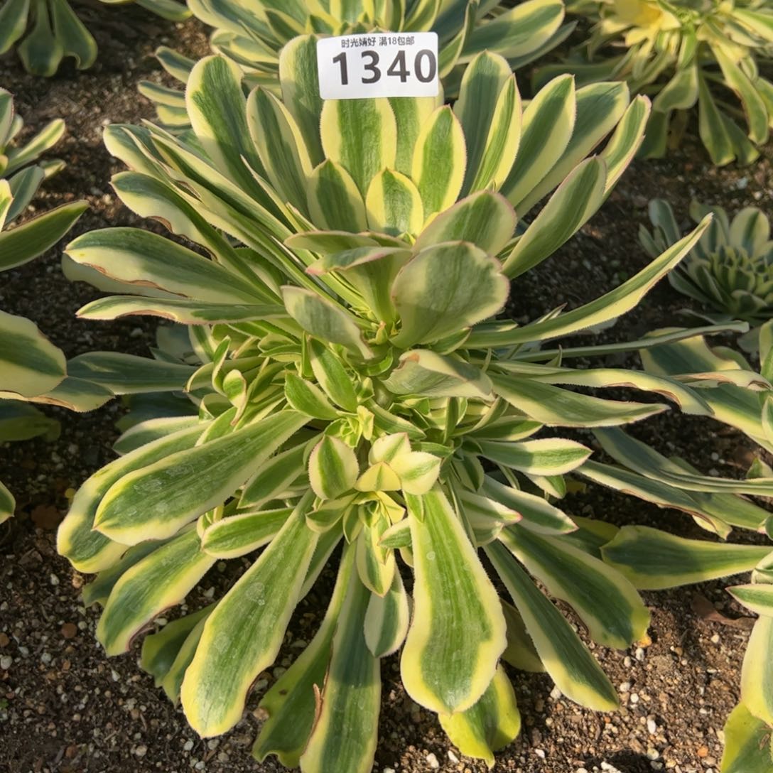 1340保时捷多肉植物