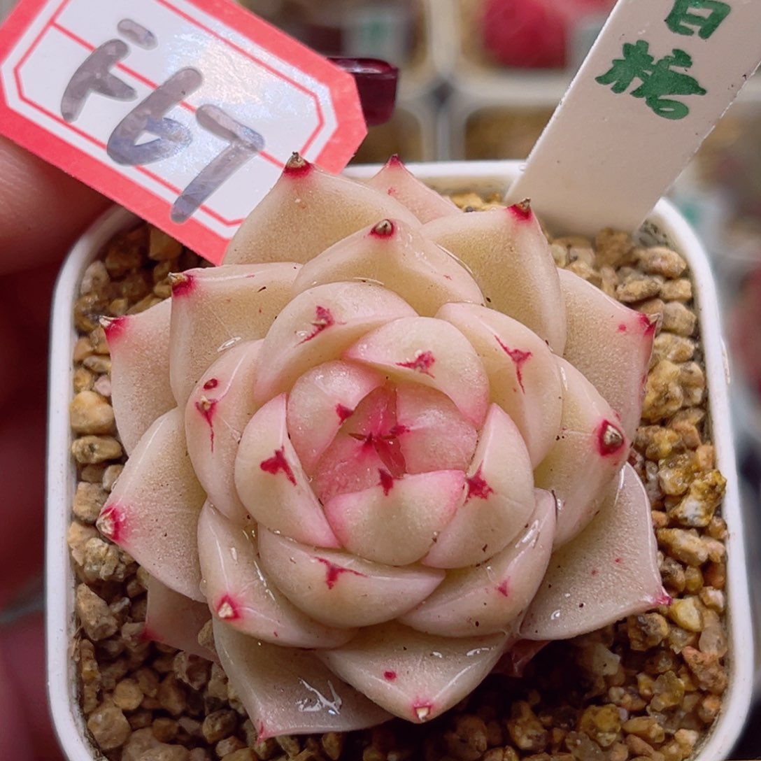 F67一物一拍 白糖