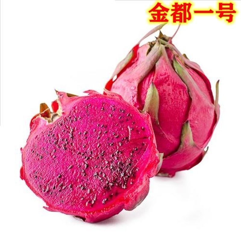 火龙果树果苗盆栽四季结果南北方种植白心黄金燕窝红心火龙果苗树