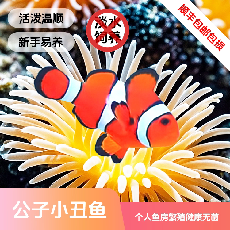 可爱小丑鱼人工饲养海水观赏鱼耐活好养