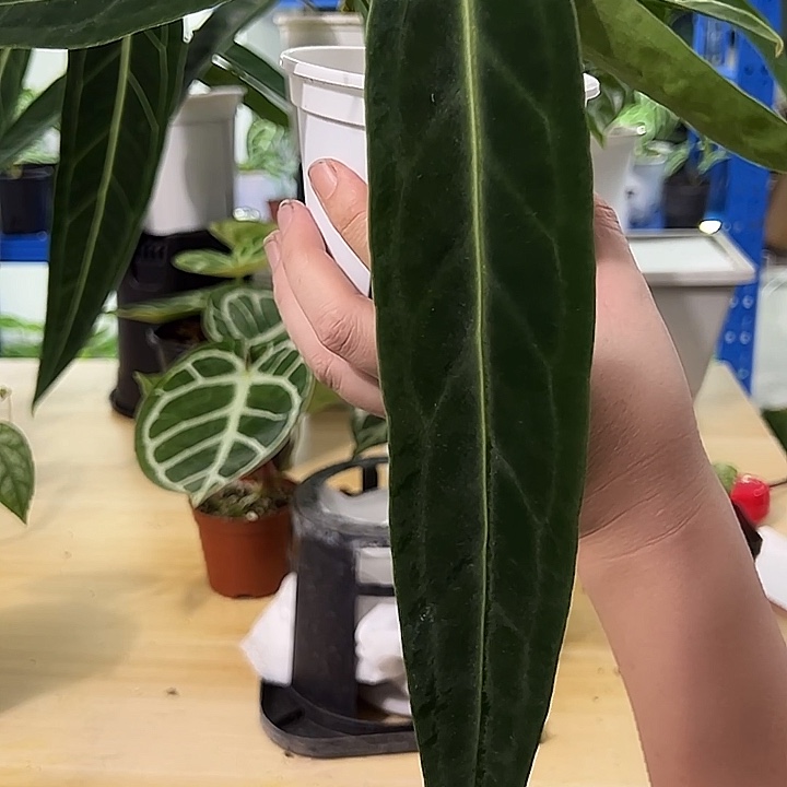 无花朵火鹤后花烛一物一拍