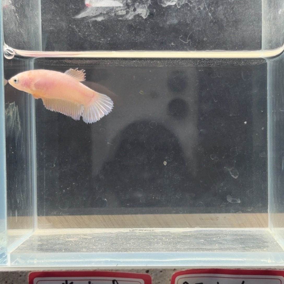 斗鱼泰国斗鱼母鱼可混养