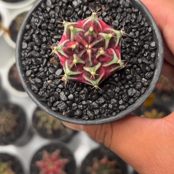 142-1123泰国发货多肉