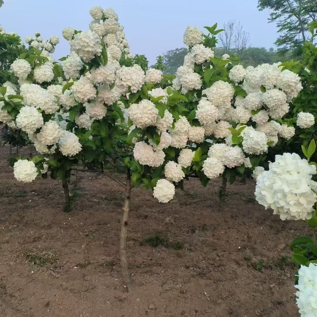 中华木绣球树苗春季开花耐热耐寒适合庭院别墅室外阳台盆栽风景树