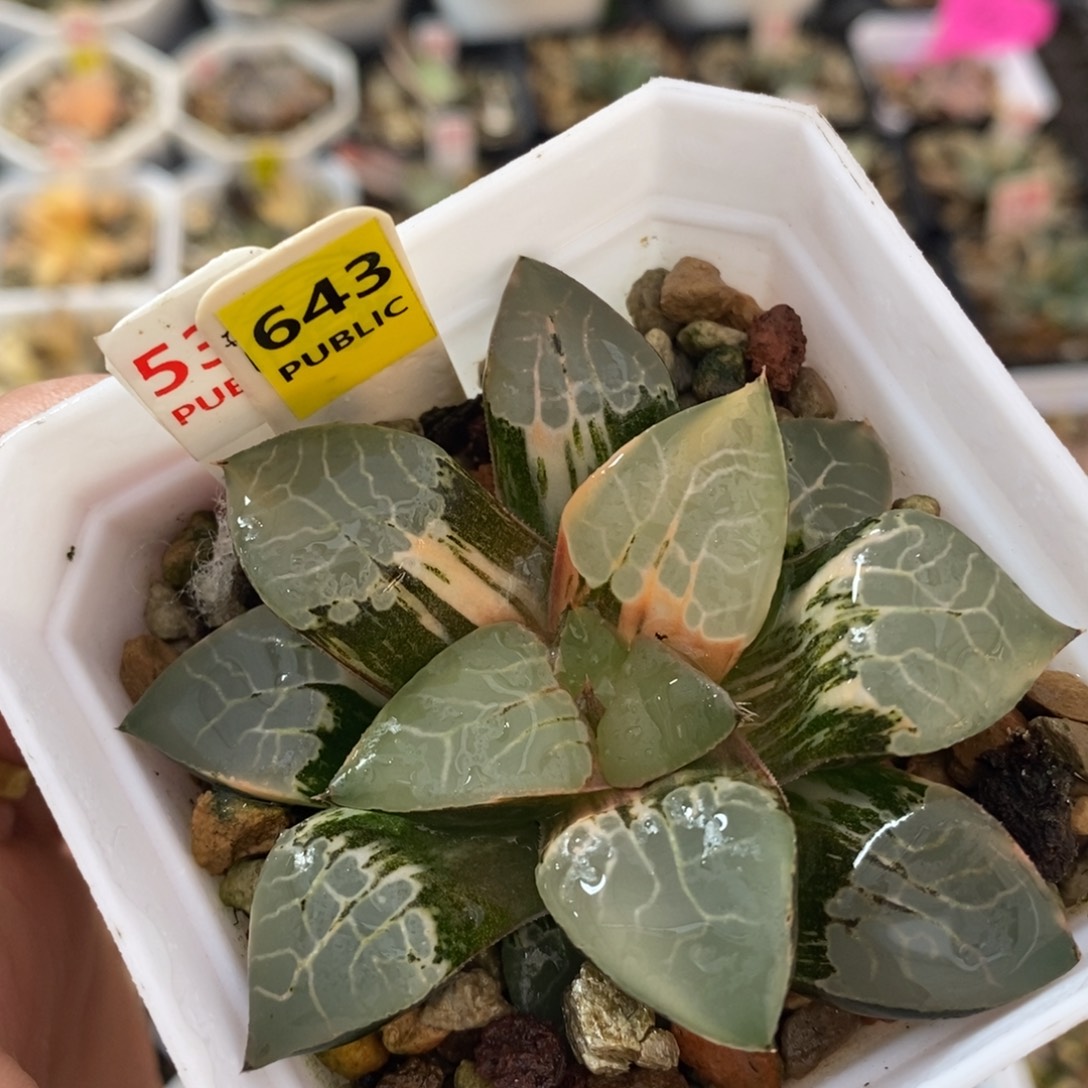不开花植物643火凤凰