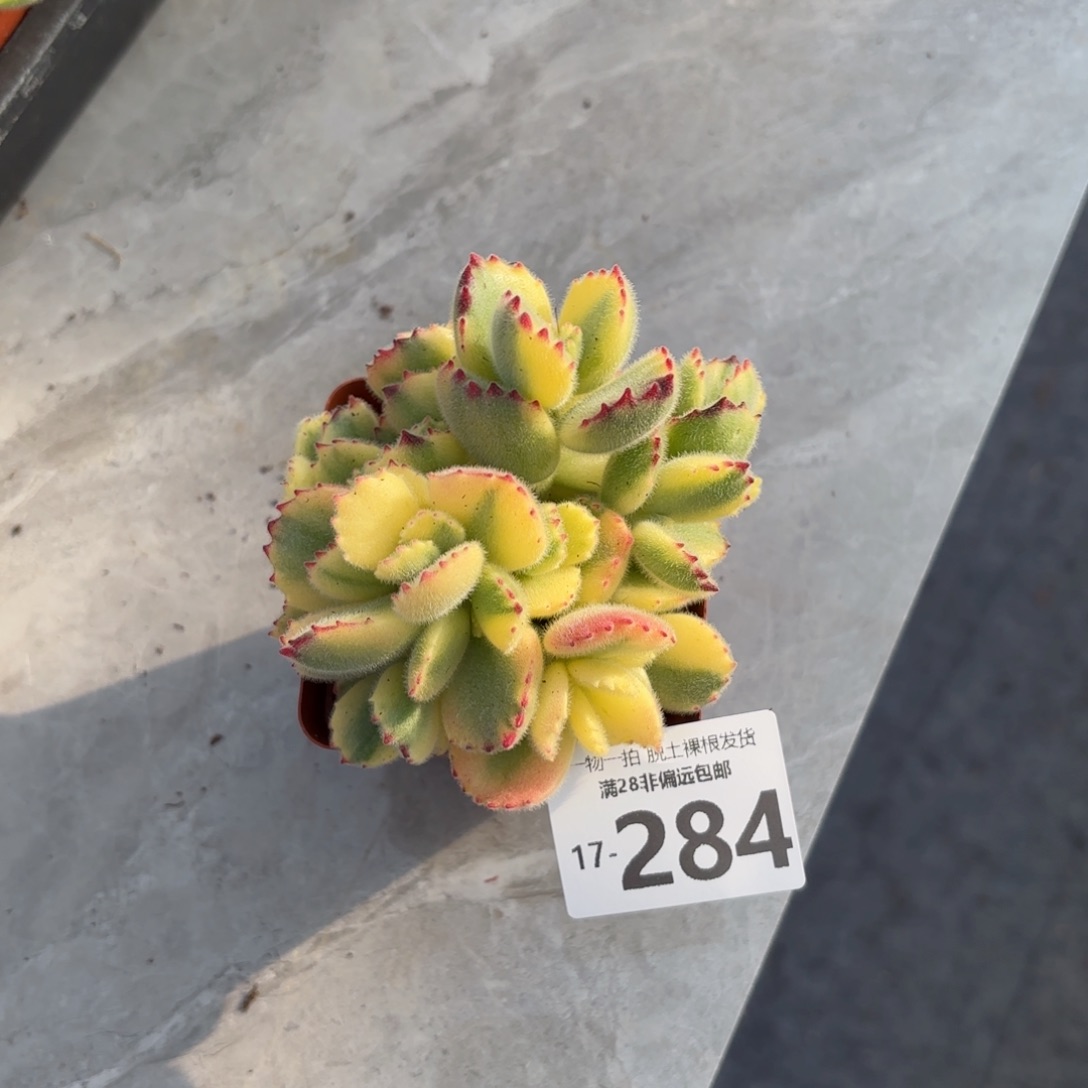 白熊多肉多肉多肉