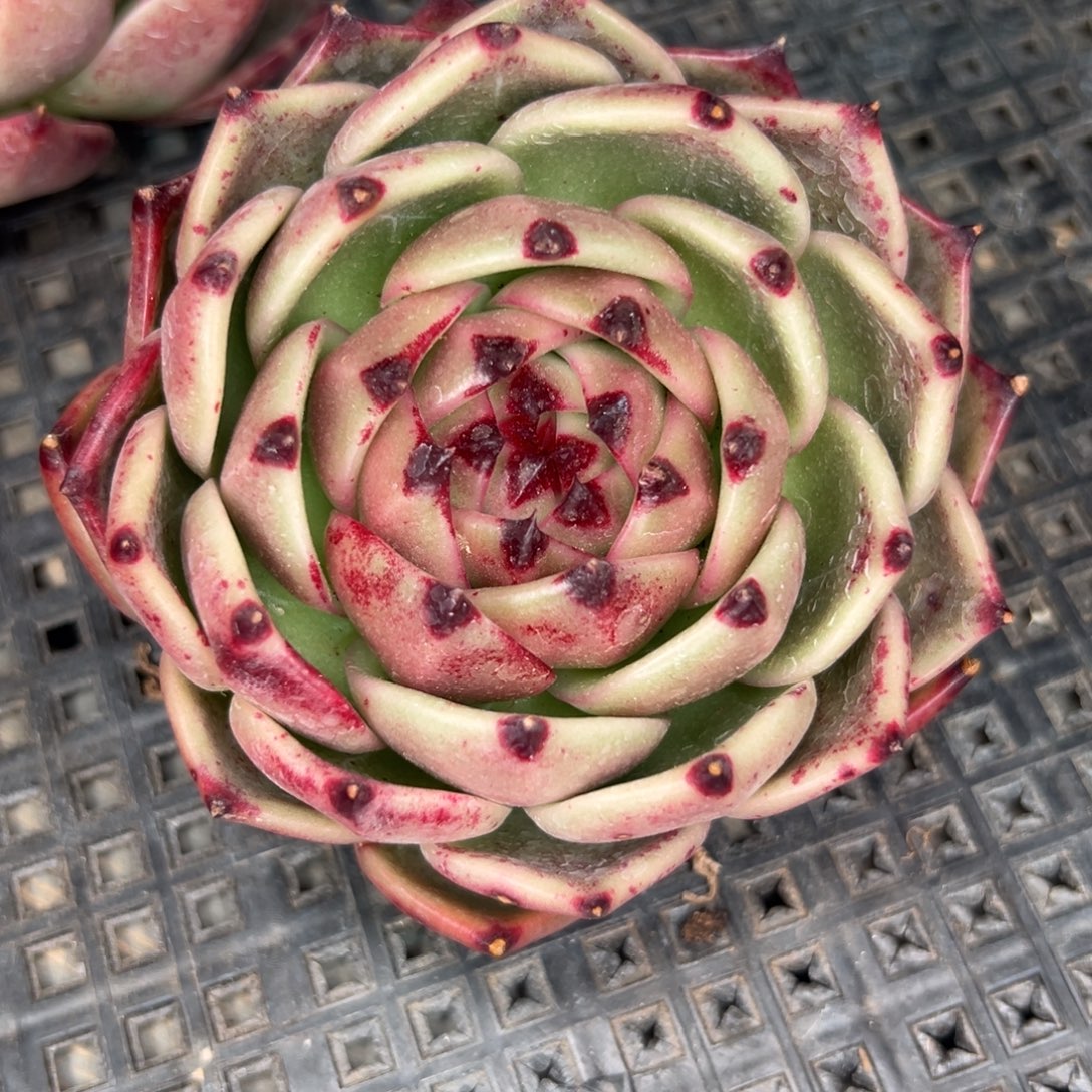 从前慢多肉精选编号1.2蓝龙