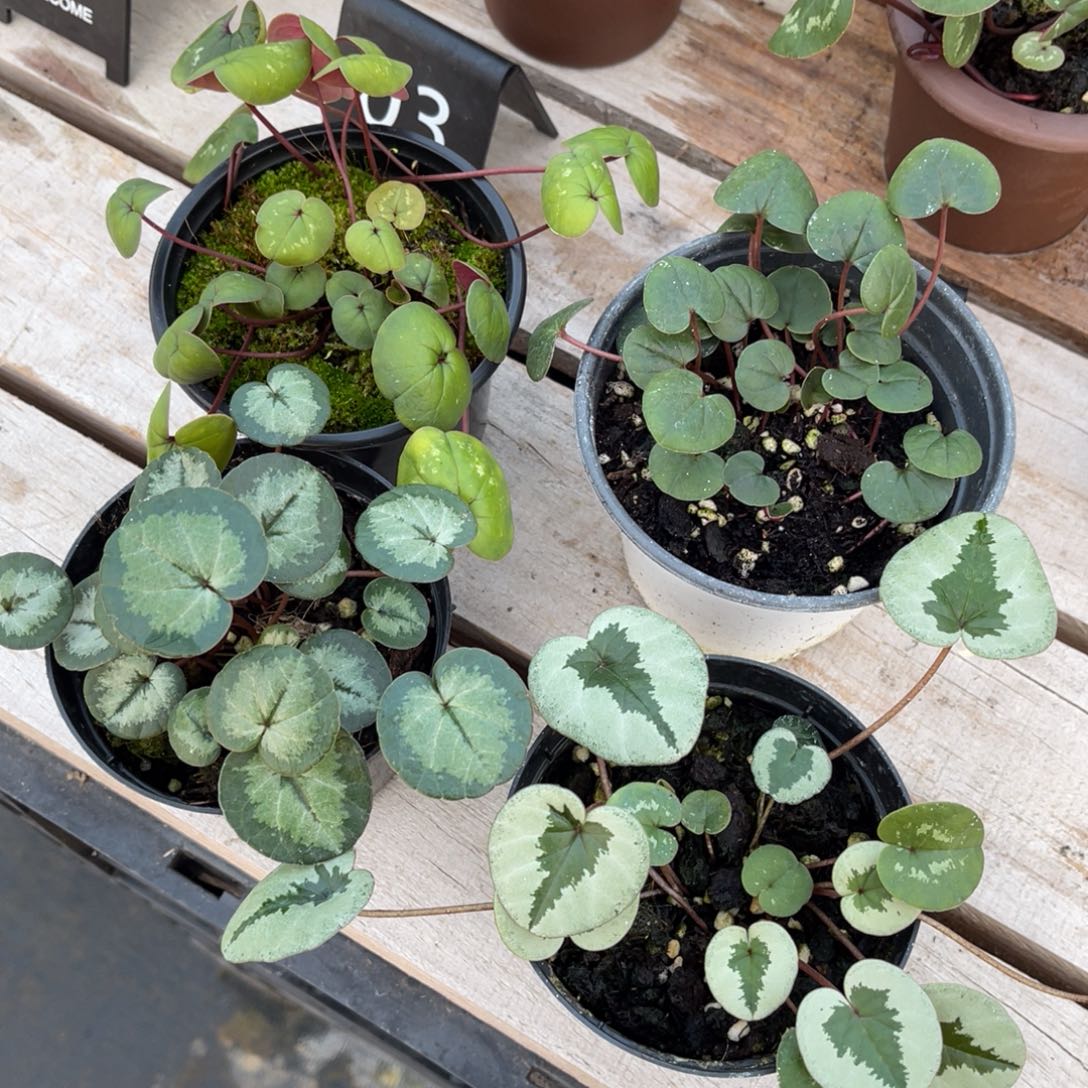 海***完全开放盆栽植物