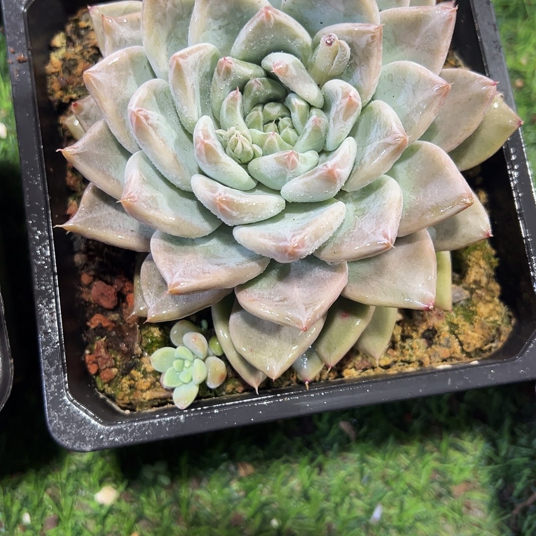 美人杂单头多肉植物