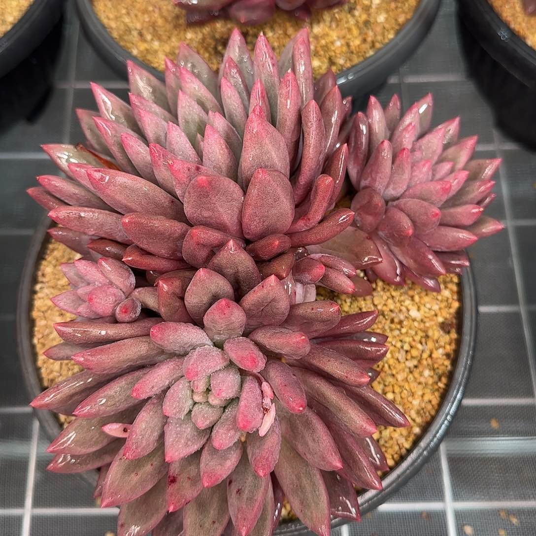 从前慢花园精选红蜻蜓