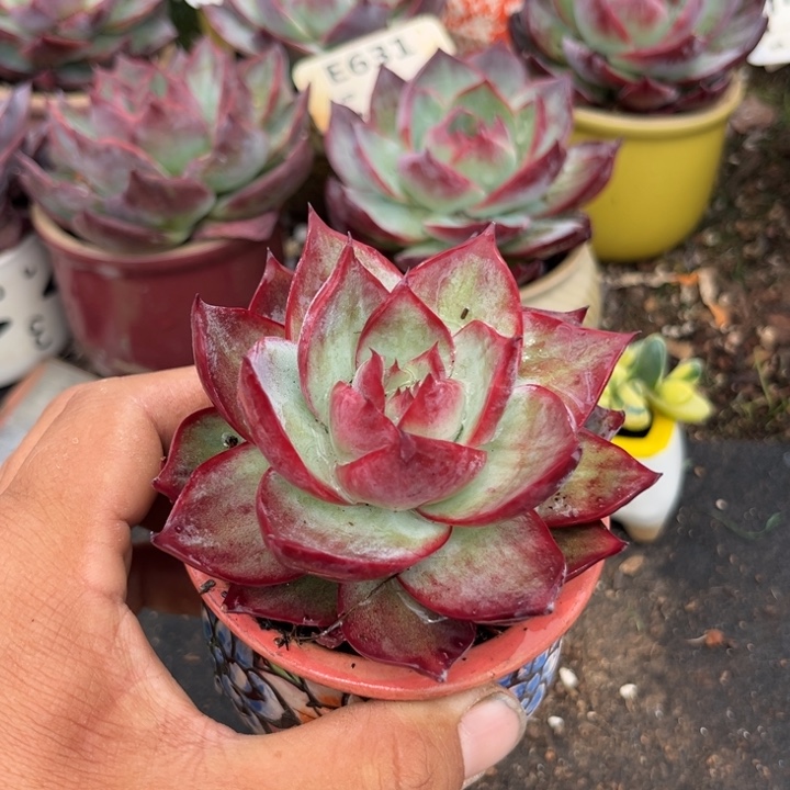 惊鸿一瞥多肉植物