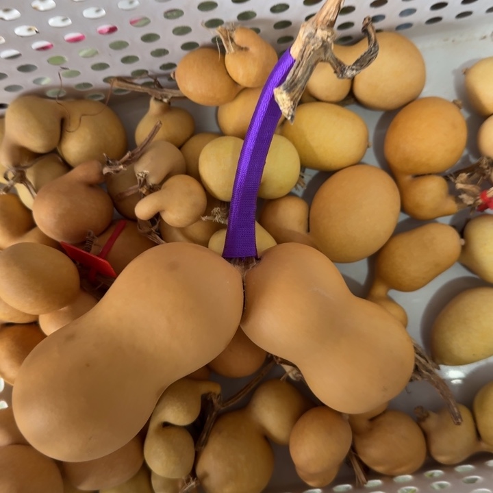 安***浮竹类连枝葫芦摆件