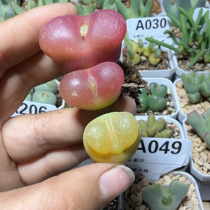 029。多肉植物的生长