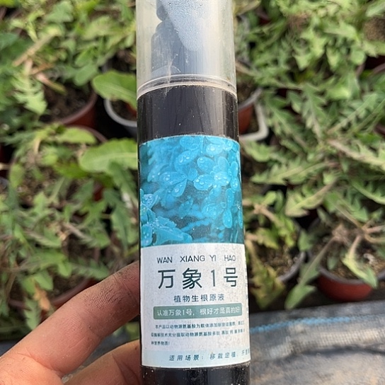 慕***荷当前无花栽培后可以开花