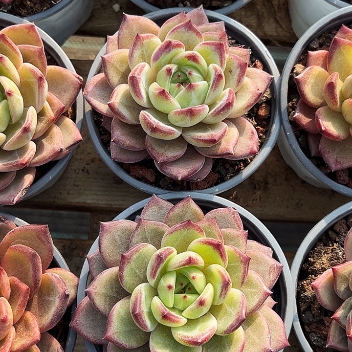 夜魔侠      福利多多