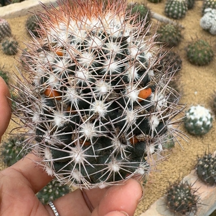 仙人球，雪花丸6666666