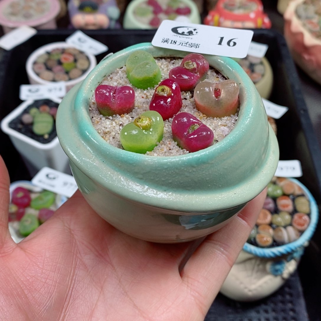 精品生石花拼盆16